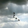 db_IMG_69411